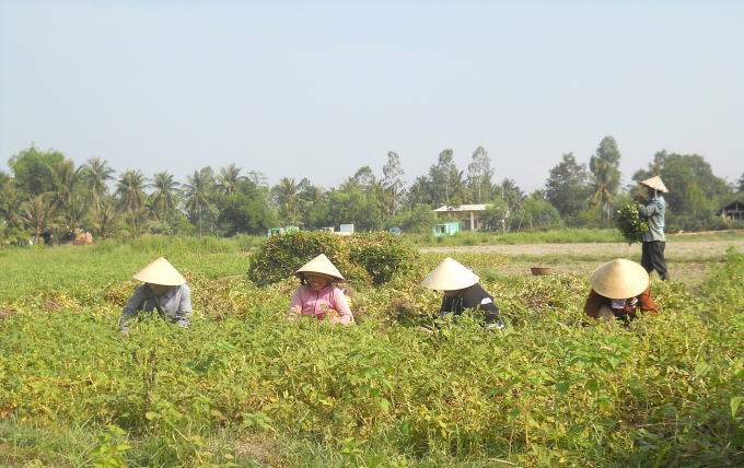 Đậu phộng trồng trên đất soi ở HTX Nông nghiệp Thượng Giang (huyện Tây Sơn, Bình Định) cho năng suất đạt 100 tạ đậu tươi/ha. Ảnh: V.Đ.T.