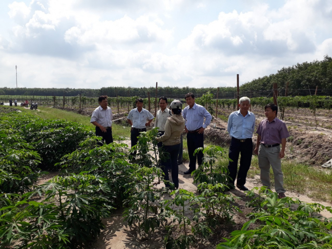Đoàn công tác Chi cục Trồng trọt và BVTV tỉnh Tây Ninh kiểm tra công tác phòng chống dịch khảm lá sắn. Ảnh: Trần Trung.