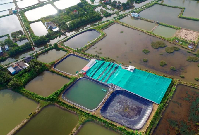 The closed-loop shrimp farming model ensures the quality of the water source and causes less environmental pollution. Photo: Trong Linh.
