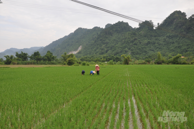 Nhiều diện tích lúa xuân cấy trà sớm tại tỉnh Tuyên Quang đã hồi xanh phát triển tốt. Ảnh: Đào Thanh.