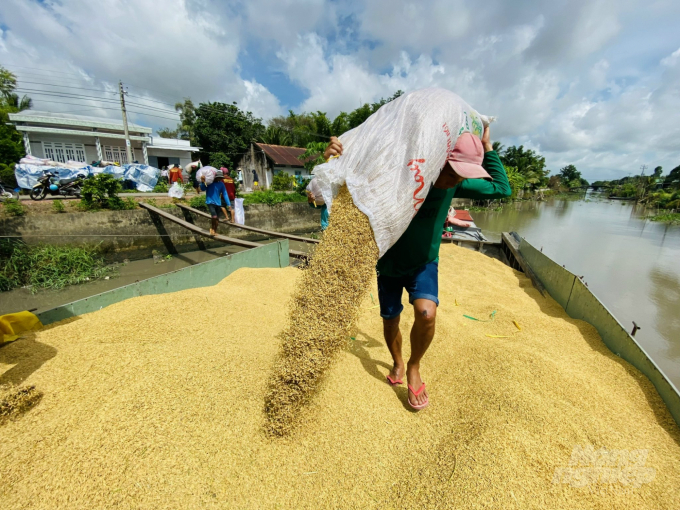 The rice production cost increases while the yield decreases and the selling price is lower than the same period. These have certainly resulted in a profit decrease for farmers. Photo: Hoang Vu.
