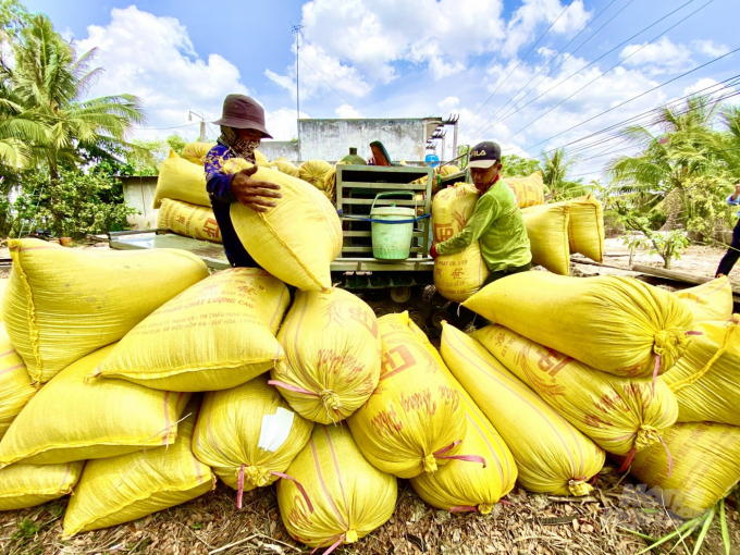 Up to now, Mekong Delta farmers have harvested about 500,000ha of winter-spring rice. Most provinces and cities report a lower yield than that of the same crop last year. Photo: Hoang Vu.