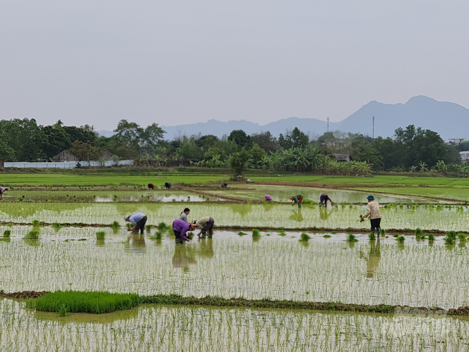 Với những diện tích bị ảnh hưởng bởi rét đậm, rét hại, nông dân Tuyên Quang đã khẩn trương khắc phục, đảm bảo khung thời vụ tốt nhất. Ảnh: Đào Thanh.