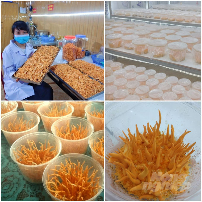 Sản phẩm đông trùng hạ thảo được nuôi trồng thành công ở cơ sở Thiên Tâm. Ảnh: NVCC.