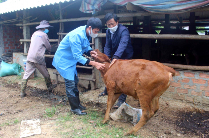 Toàn huyện Phù Mỹ (Bình Định) có 9.323 con bê nghé thuộc diện diêm phòng, đến nay, đã tiêm phòng được gần 6.000 con. Ảnh: V.Đ.T.