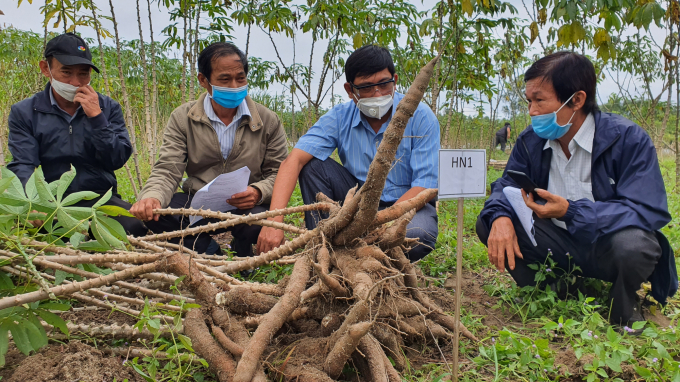 Rapid multiplication of disease-resistant and disease-free cassava varieties is an urgent requirement. Photo: TL.