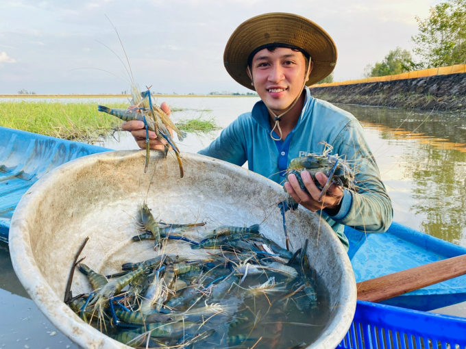 Many farmers in the Mekong Delta get rich thanks to organic shrimp farming. Photo: Le Hoang Vu.