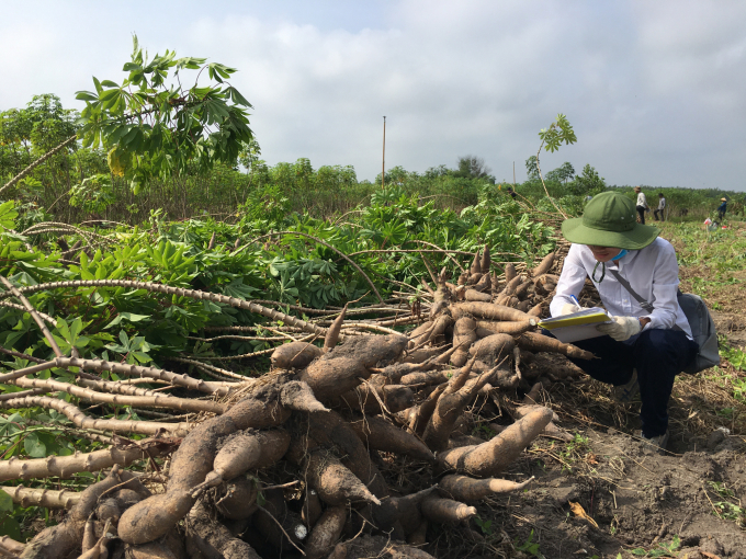 Research on testing cassava varieties resistant to mosaic disease HN3, HN5 was conducted in the southeast region in 2021. Photo: TL.
