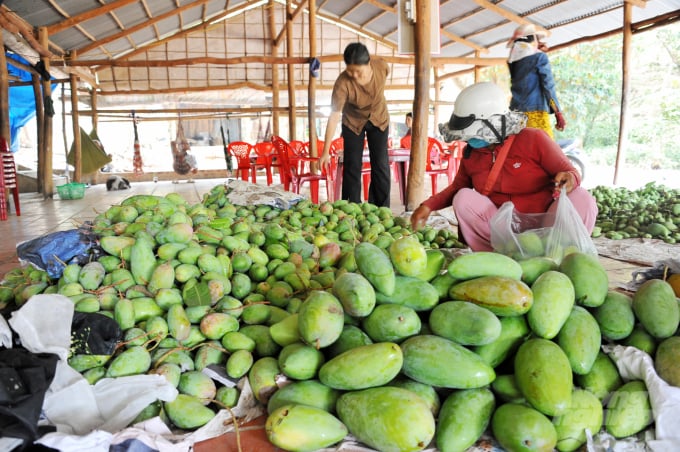 Taiwanese mangoes, depending on the type, cost only VND 3,000-5,000 per kg, and the most beautiful ones are only VND 6,000-7,000 per kg. Photo:  Le Hoang Vu.