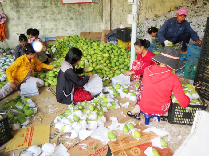 About half a month ago, Taiwanese and Taikeo mangoes could not be exported to China, so prices dropped sharply. Photo: Le Hoang Vu.