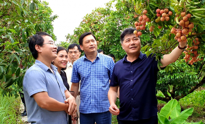 Ông Lê Quốc Thanh (ngoài cùng bên phải), Giám đốc Trung tâm Khuyến nông Quốc gia kiểm tra các mô hình khuyến nông trên cây ăn quả ở Hải Dương. Ảnh: KNHD.
