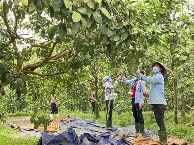 Người dân huyện Hương Khê đang tích cực thụ phấn cho cây bưởi Phúc Trạch. Ảnh: Nguyễn Hoàn.