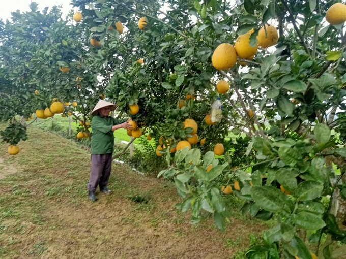 Đến nay, bưởi Diễn đã được phát triển rất hiệu quả, cho thấy sự phù hợp với nhiều vùng đất ở Hà Tĩnh. Ảnh: Thái Thơm.