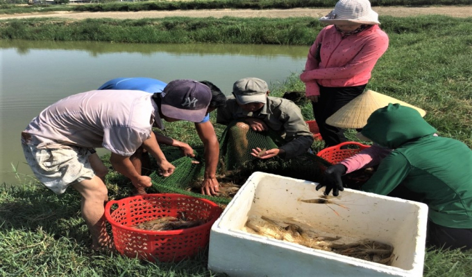 The farming households in the Aquaculture Cooperation Groups have worked together and supported each other to achieve effectiveness in production. Photo: Trong Hieu.