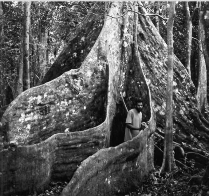 Một cây khổng lồ ở Tân đảo. Ảnh: Tư liệu.