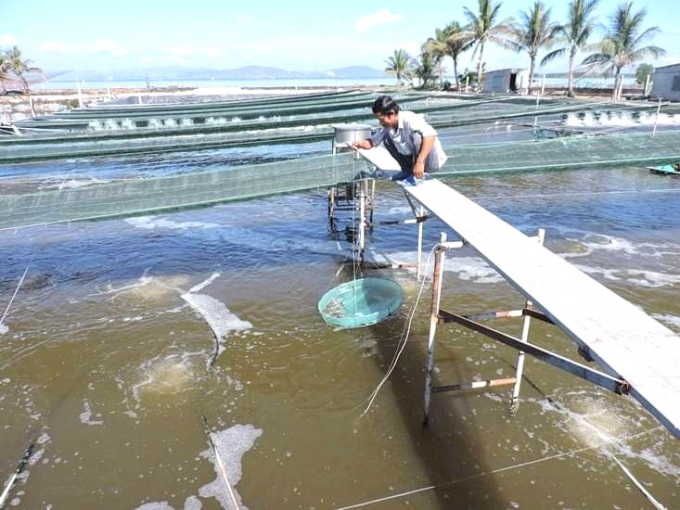 White-leg shrimp farming applying Semi-Biofloc technology brings great efficiency to farmers. Photo: TL. 