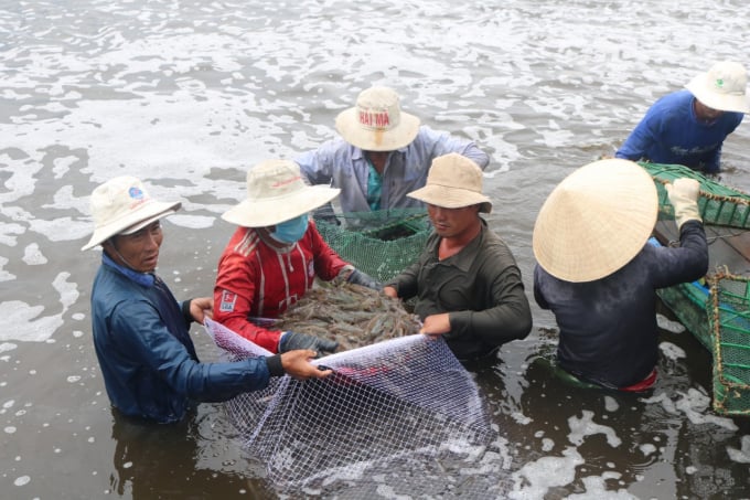 Currently, Semi-Biofloc technology is being widely applied by shrimp farmers in many localities in the Central region due to its outstanding benefits. Photo: Kim So.