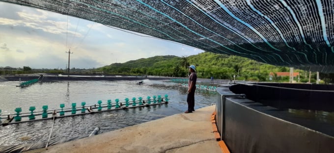 A model of Semi-Biofloc technology shrimp farming in Khanh Hoa. Photo: Kim So.
