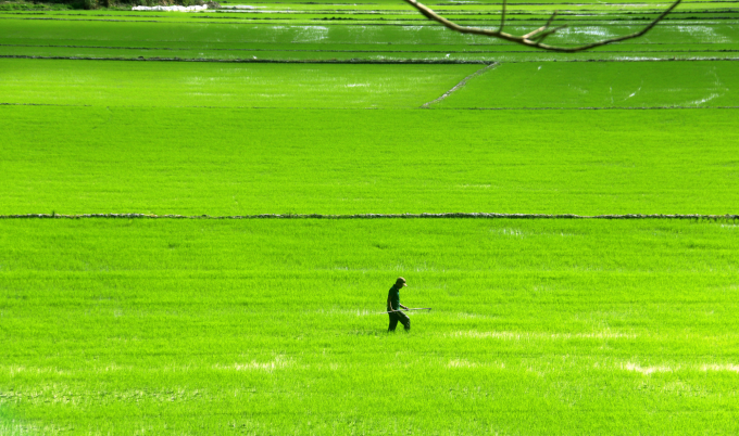 Những cánh đồng lúa xanh mướt tại Buôn Chóah. Ảnh: Quang Yên.
