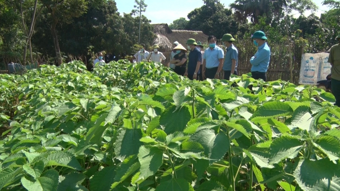 Mô hình trồng cây gai xanh tại xã Phượng Vỹ (huyện Cẩm Khê, Phú Thọ) đã cho những kết quả rất triển vọng. Ảnh: Mạnh Thuần.