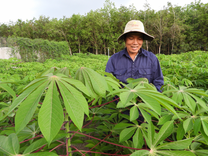 Anh Nguyễn Ngọc Viên ở Thị trấn Tân Châu (Tây Ninh) phấn khởi bên ruộng sắn trồng giống kháng bệnh khảm lá của gia đình. Ảnh: Trần Trung.