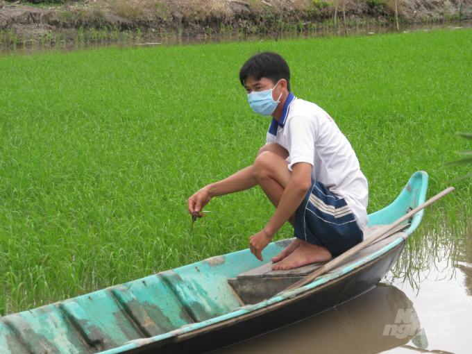 Nhờ điều tiết được mặn ngọt, nên mô hình tôm - lúa điều phát huy được hiệu quả. Ảnh: Trọng Linh.