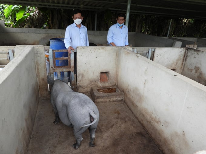 Cán bộ Trung tâm Dịch vụ nông nghiệp tỉnh Đồng Nai kiểm tra, khảo sát mô hình nuôi lợn bản địa của các hộ tham gia dự án. Ảnh: Trần Trung.