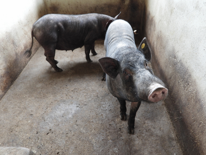 Lợn đen bản địa Đồng Nai có nhiều ưu điểm như ăn tạp, sức đề kháng tốt, nhân đàn nhanh, chất lượng thịt thơm ngon... Ảnh: Trần Trung.