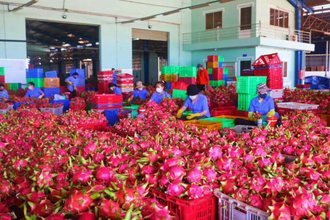 Dragon fruit is a 'billion-dollar' export fruit of Vietnam, but there are many difficulties arising. Photo: KS.