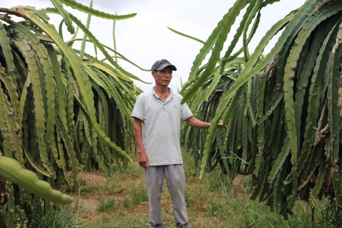 The price of dragon fruit is too cheap, so many gardeners in Binh Thuan have to leave the dragon fruit pillars uncared. Photo:  LK.