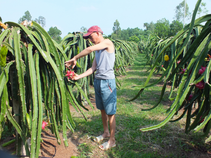 Not only the southern provinces, dragon fruit trees are also increasingly expanding in the northern provinces. Photo: Le Ben.