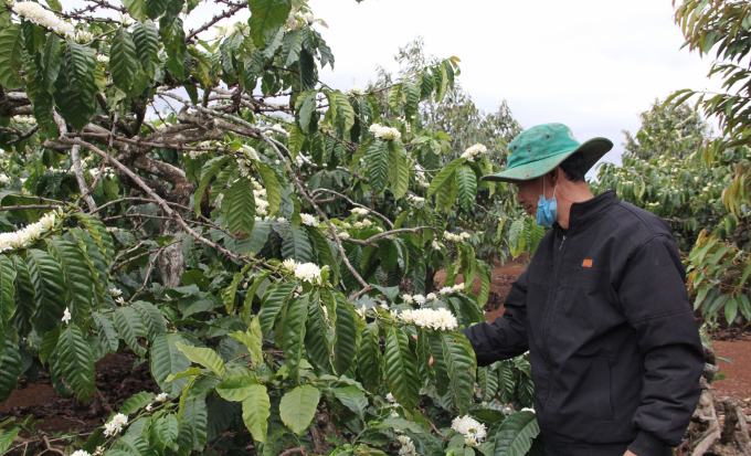 Ông Bùi Văn Ngọc tăng thu nhập từ việc trồng xen các cây ăn trái trong vườn cà phê. Ảnh: Minh Quý.