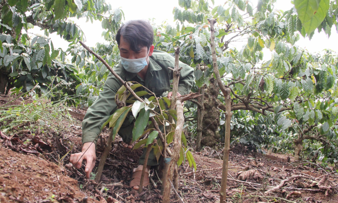 Anh Đặng Văn Toàn (ngụ xã Ea Tân) được dự án VnSAT hỗ trợ cây giống sầu riêng, bơ, mắc ca để trồng xen trong vườn. Ảnh: Đăng Lâm.