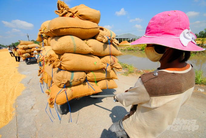 An Giang is urging businesses to buy rice to boost rice prices. Photo: Le Hoang Vu.