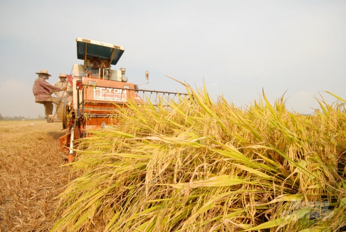 The Mekong Delta is entering the winter-spring rice harvest season 2021 - 2022. Photo: Le Hoang Vu.