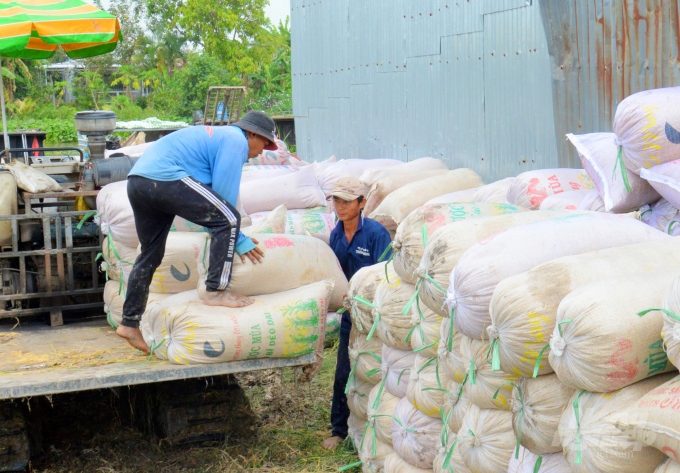Currently, rice prices in the Mekong Delta continue to decrease slightly when farmers enter the main winter-spring rice harvest 2021 - 2022. Photo:  Le Hoang Vu.