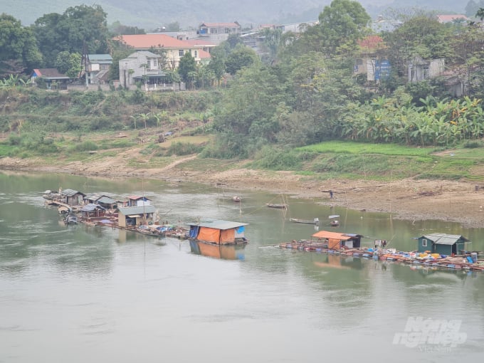 Dọc tuyến sông Lô chảy qua địa phận tỉnh Tuyên Quang đã hình thành nhiều làng nuôi cá lồng hàng hóa quy mô lớn. Ảnh: Đào Thanh.