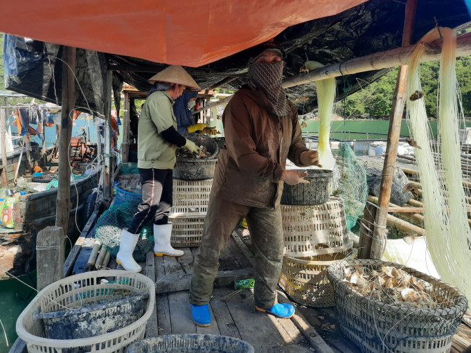 Người dân thực hiện xâu hàu để thả nuôi tại vùng biển huyện Vân Đồn. Ảnh: Nguyễn Thành