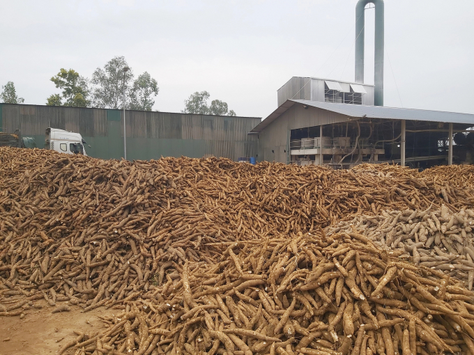 Các nhà máy chế biến tinh bột sắn những năm qua mọc lên như nấm, nhưng gần như rất ít doanh nghiệp chịu xây dựng vùng nguyên liệu một cách bài bản. Ảnh: Việt Khánh.