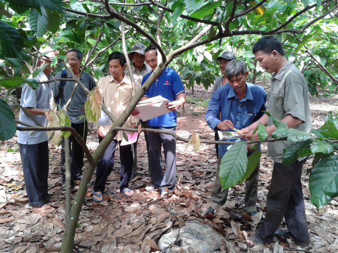 Trung tâm Dịch vụ nông nghiệp Đồng Nai chuyển giao tiến bộ KH-KT trồng cây ca cao cho nông dân. Ảnh: Trần Trung.