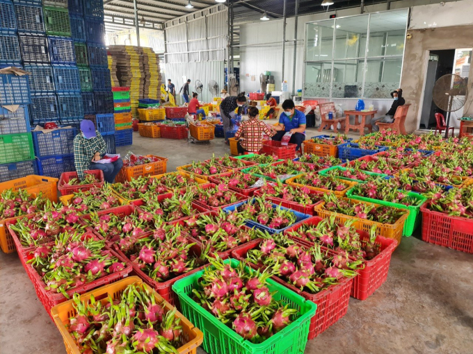 Localities need to step up the processing of products from dragon fruit to reduce the pressure on fresh fruit consumption and improve the value chain. Photo: KS.