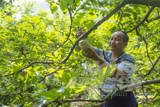 Ông Nhật thăm vườn na lân thương hiệu. Ảnh: NVCC.