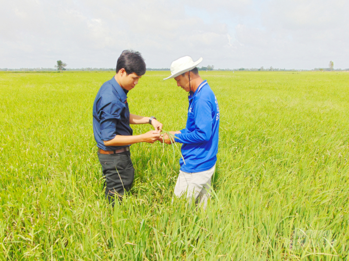 Thông qua công tác đào tạo tập huấn, nông dân đã tiếp cận và thực hiện ngày càng hoàn thiện các quy trình canh tác lúa tiên tiến. Ảnh: MĐ.