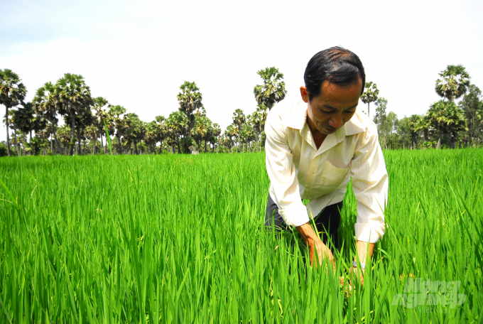 Nông dân An Giang kiểm tra lúa đông xuân bị nhiễm muỗi hành. Ảnh: Lê Hoàng Vũ.