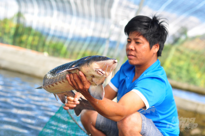 Mỗi năm, toàn tỉnh Lâm Đồng sản xuất từ 1.200 - 1.400 tấn cá tầm thương phẩm. Ảnh: Minh Hậu.