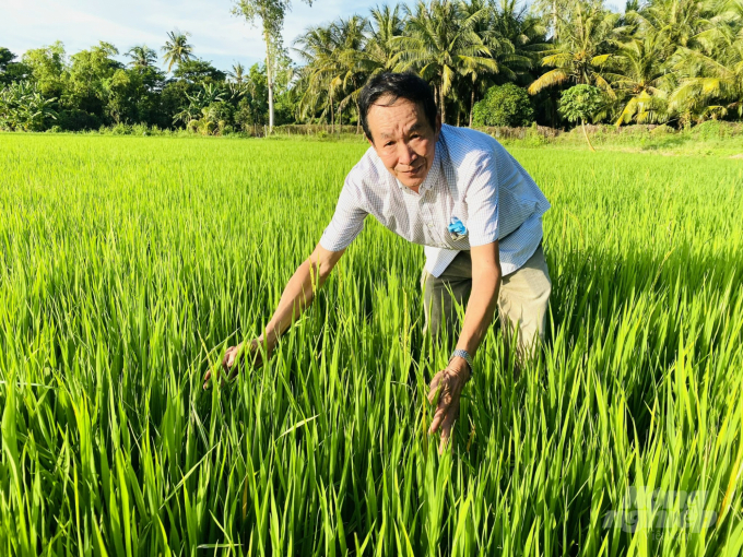 Ruộng lúa của ông Huỳnh Trung Thu ở xã Ða Phước, huyện An Phú, An Giang xử lý rơm rạ tại ruộng bằng chế phẩm vi sinh EMUNIV, sạ thưa 6 kg/1.000m2, bón phân NPK 35 kg/1.000m2 nên rất ít bị muỗi hành tấn công. Ảnh: Lê Hoàng Vũ.