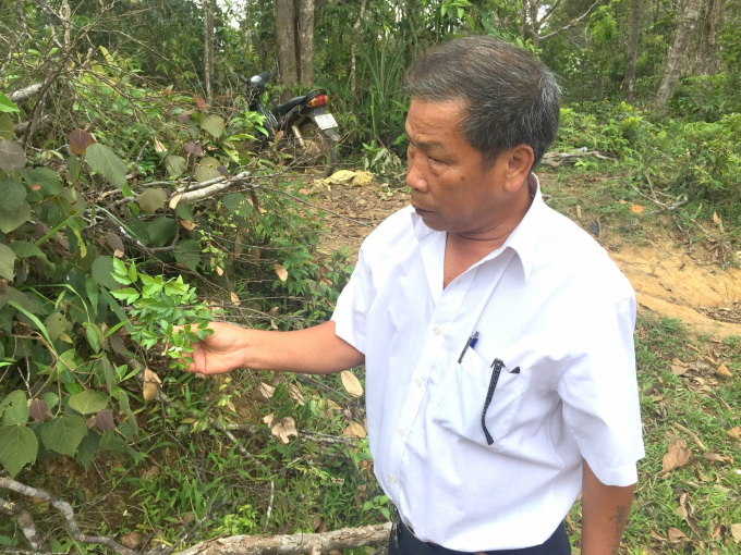 Vine tea grows a lot at the edge of the forest in An Toan Nature Reserve. Photo: V.D.T.