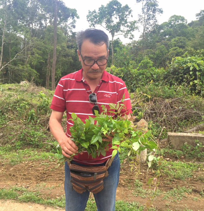 The naturally-grown wild vine tea tree in An Toan forest was gradually depleted to the brink of extinction due to over-exploitation. Photo: V.D.T.