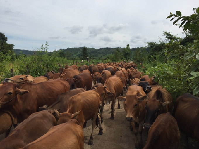 Huyện Krông Pa có điệu kiện rất thuận lợi để phát triển đàn bò. Ảnh: Đăng Lâm.