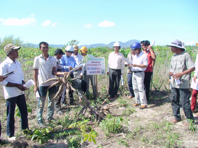 Huyện Krông Pa cũng là vùng trồng sắn lớn nhất tỉnh Gia Lai với hơn 22 ngàn ha. Ảnh: Đăng Lâm.